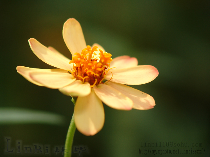 花 摄影 尼欧