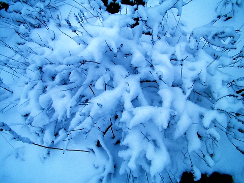 冬韵 摄影 冬雨夏雪