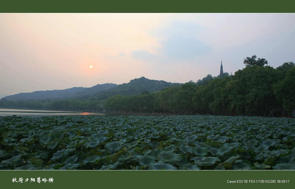 秋荷夕阳葛岭横 摄影 南山樵夫