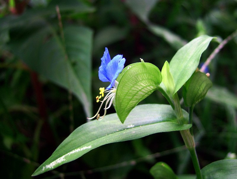 门前小花 摄影 NH5