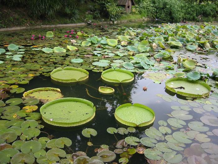 池塘 摄影 eqcheng