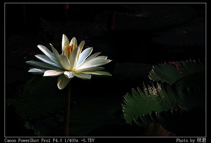 孤芳 摄影 铱君