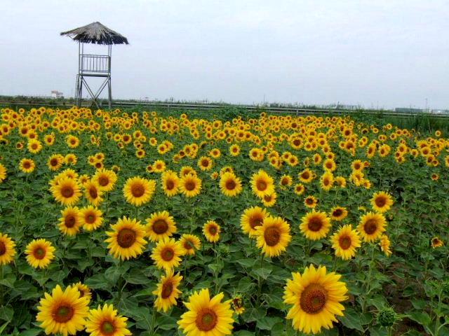 西北夏日 摄影 流浪儿