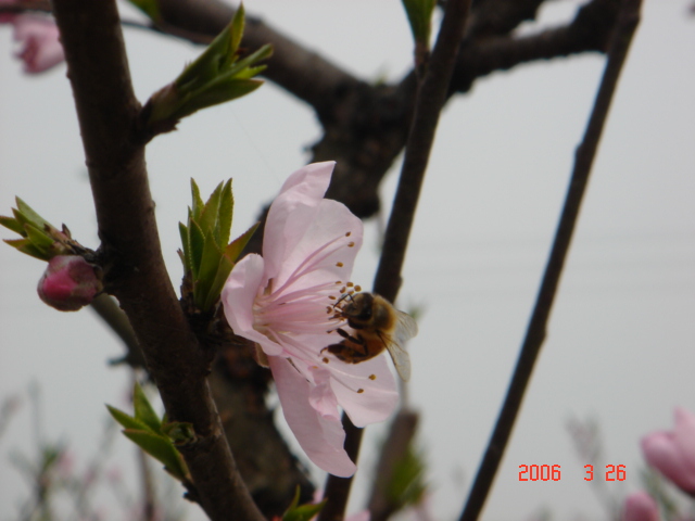 桃花村之春季寻宝 摄影 小拉同志