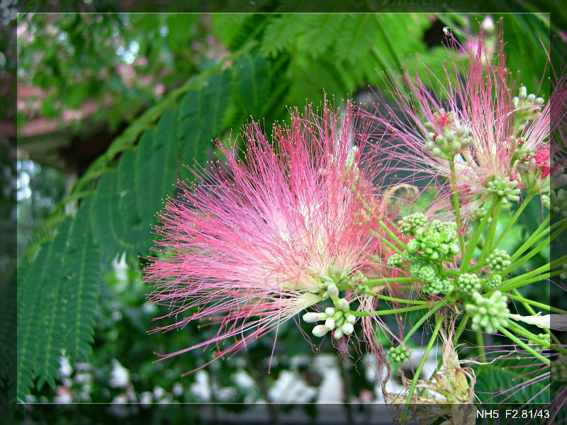 芙蓉花 摄影 NH5