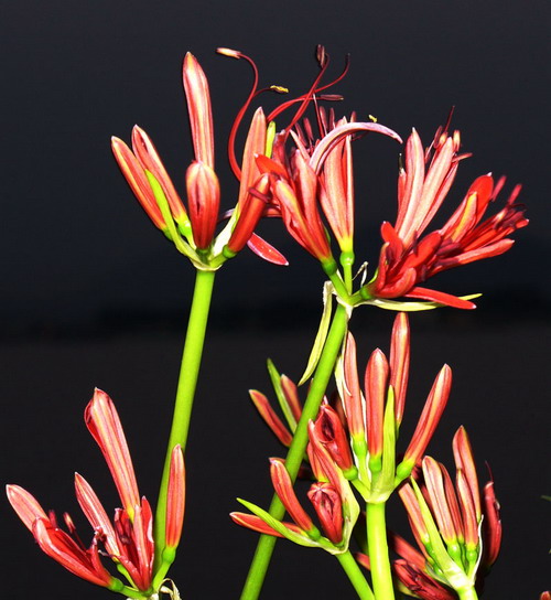 花 摄影 浪公