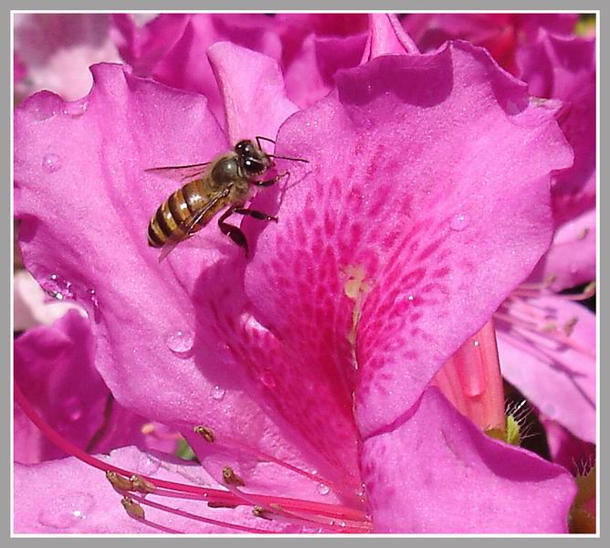 蜜蜂更恋花 摄影 xuh