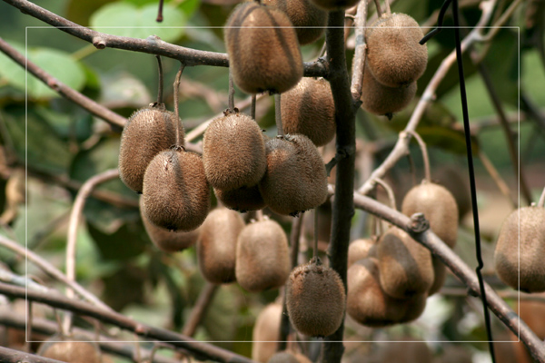 累累硕果 摄影 papaya_lz