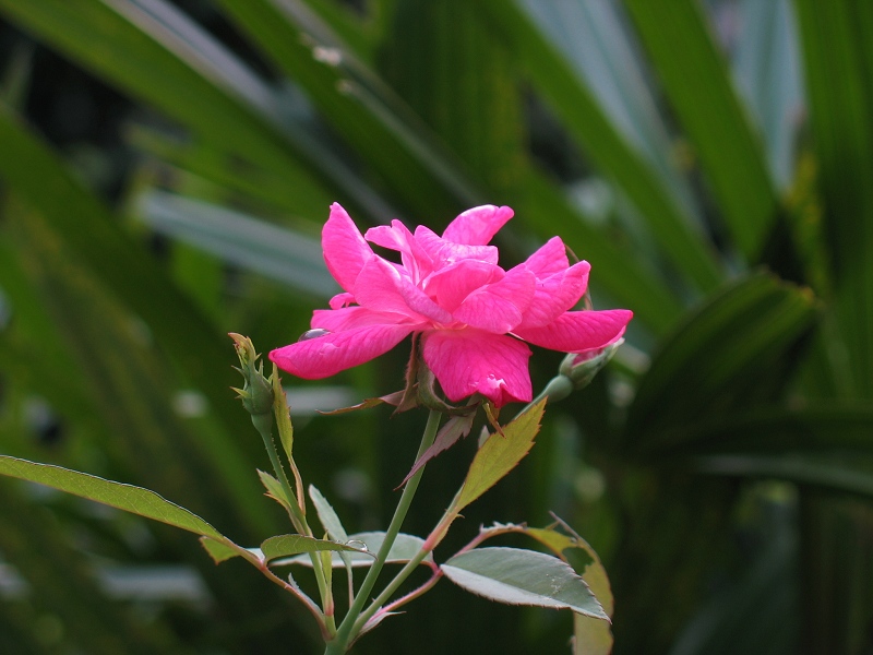 花花 摄影 胡俊