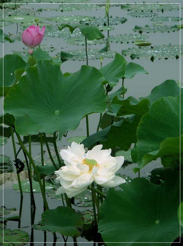 荷 摄影 烟消雨碎