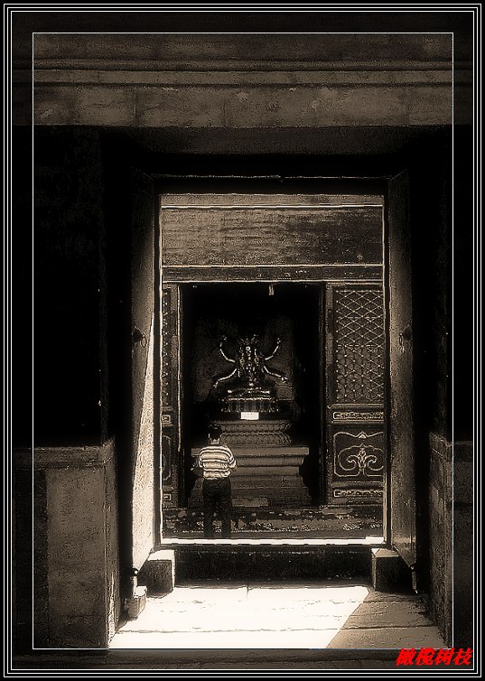 敬 摄影 橄榄树枝