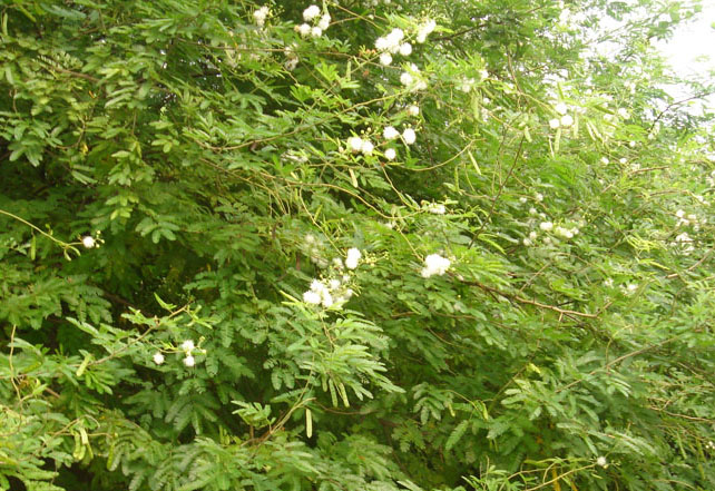 木本花 摄影 红木河古丽