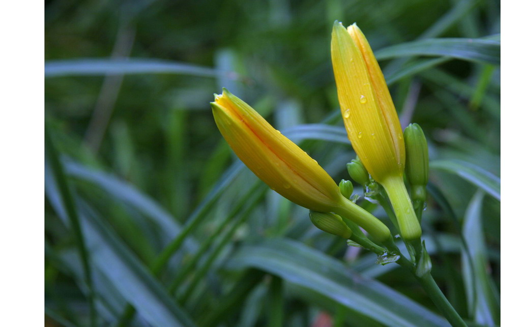 《黄花花之恋》系列1 摄影 宁夏.暴新义