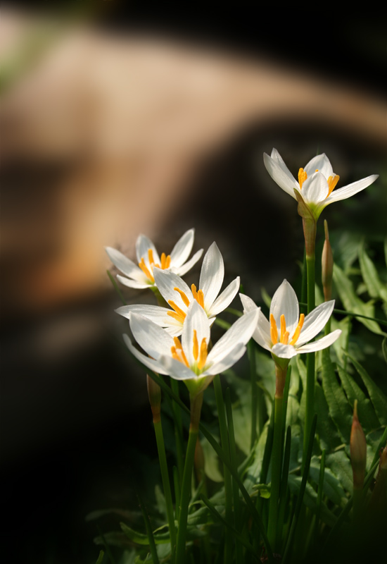 小白花 摄影 漫步高原