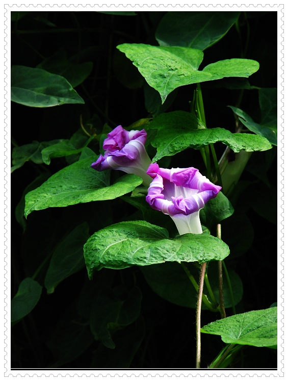 何首乌花 摄影 高山松