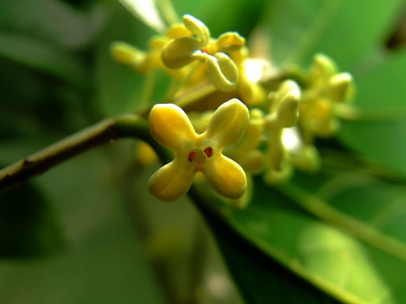 桂花 摄影 坏孩子de天空