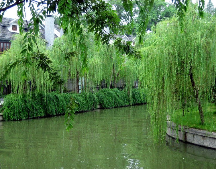 西湖风光 摄影 心雨II