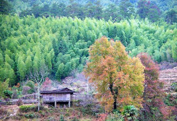 林间小木屋 摄影 zch