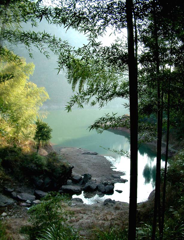 翠竹晓春 摄影 林雨