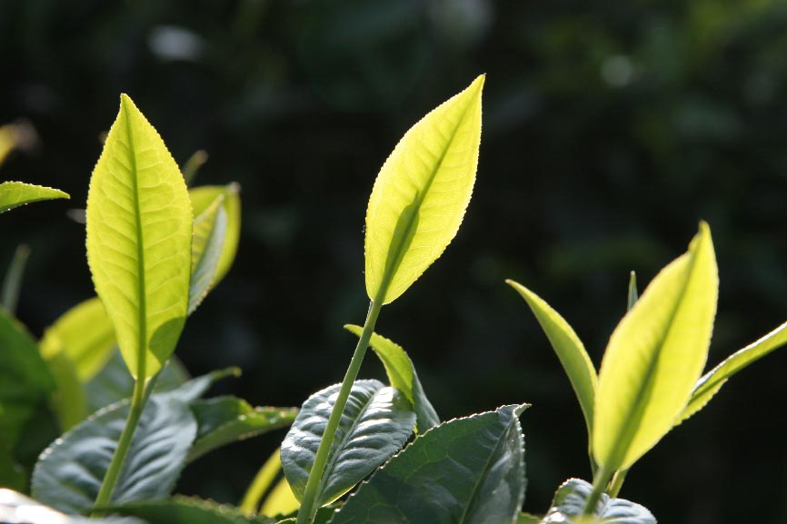 春茶吐蕊 摄影 薰风