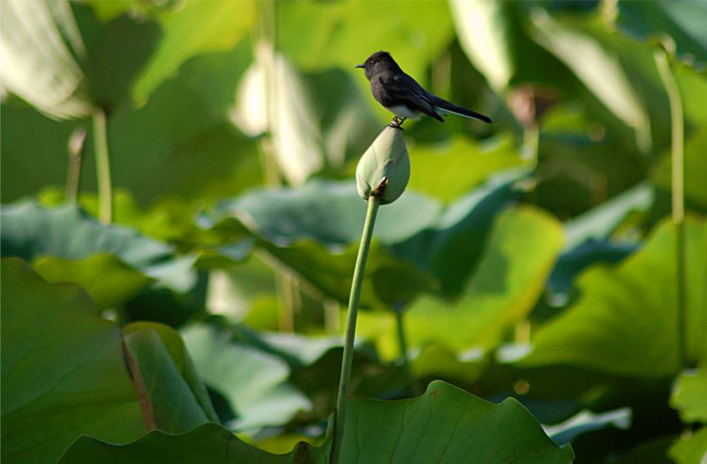 bird-123 摄影 fengsheng