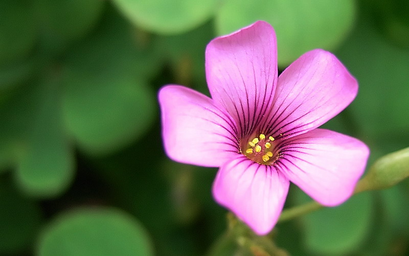 路边拾遗 摄影 吃糠咽菜