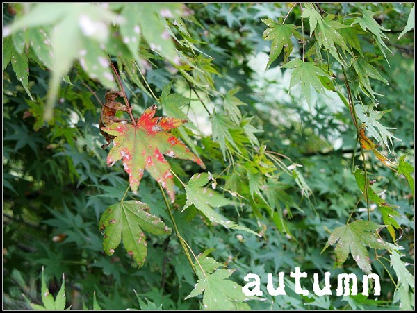 autumn coming soon 摄影 拖鞋王子