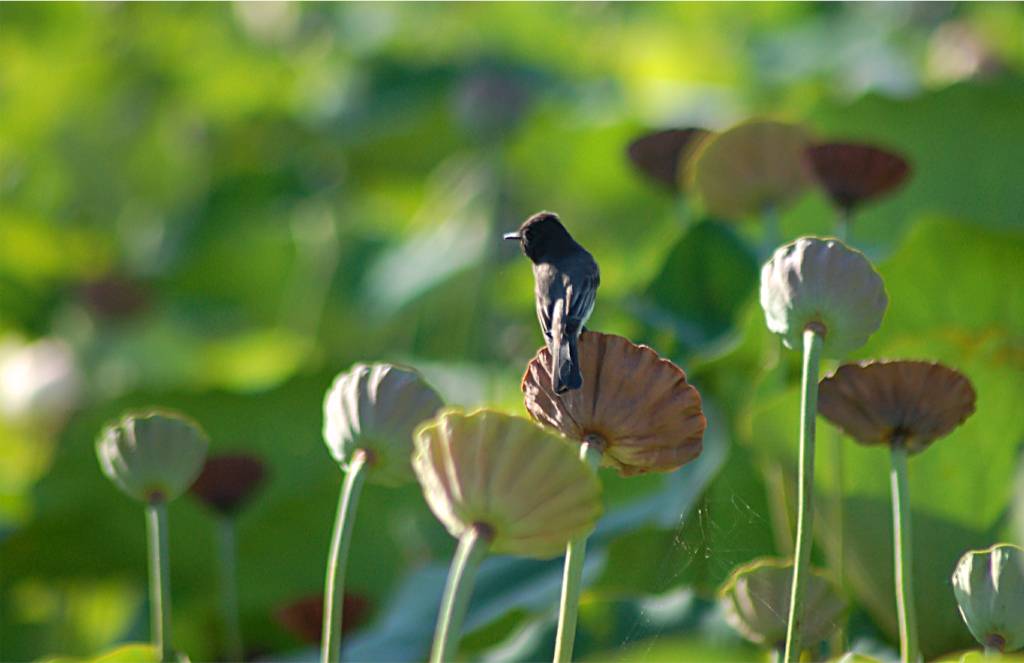 bird-122 摄影 fengsheng