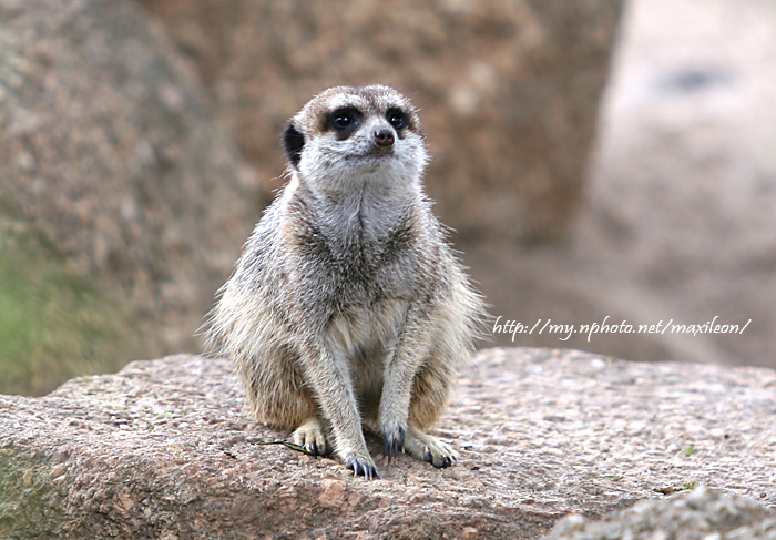 meerkat 猫鼬 摄影 maxileon