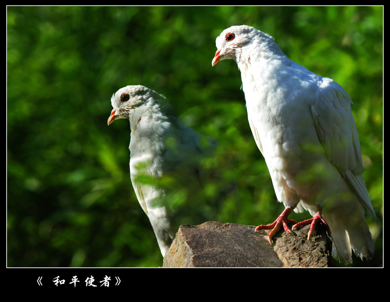 和平使者 摄影 亚民