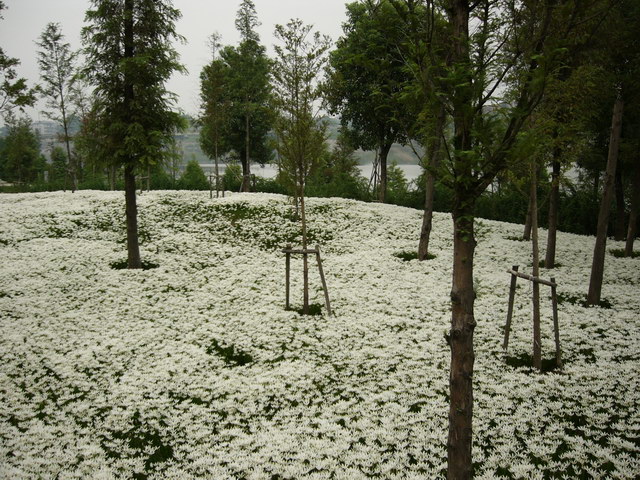 花如雪 摄影 -游山玩水-