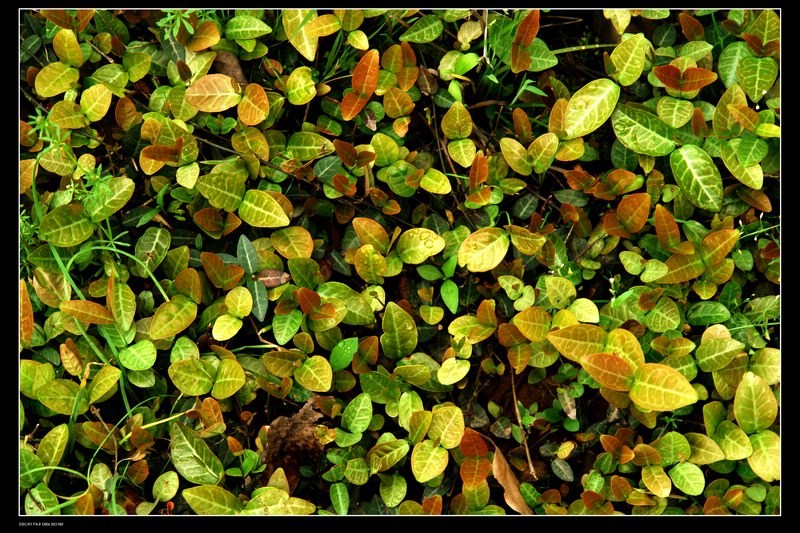 雨后 摄影 红的茶