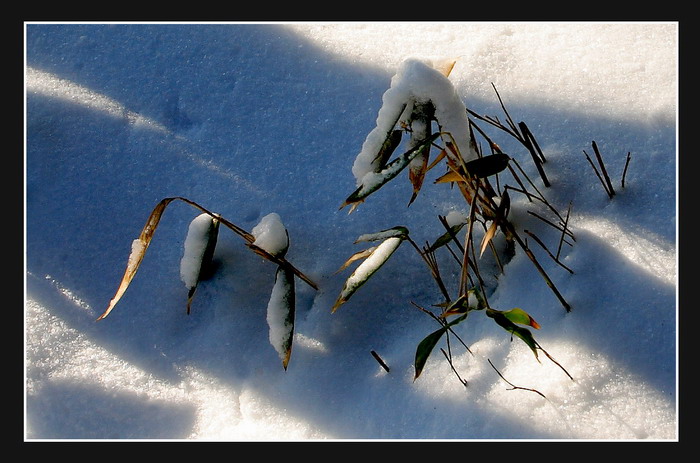 黄山雪竹 摄影 天路无痕a