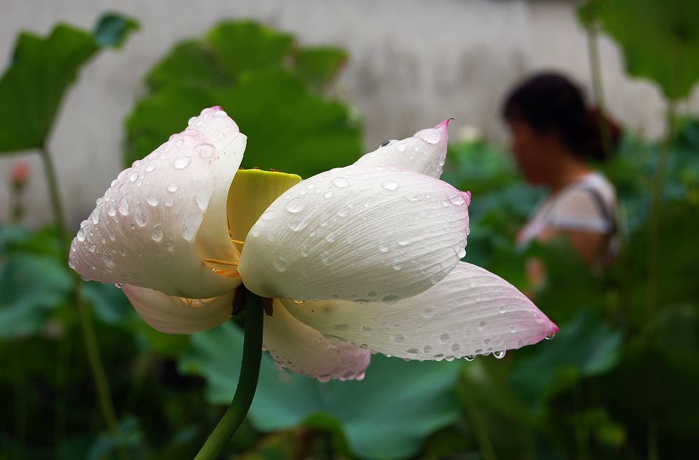 荷花 摄影 雨做的云