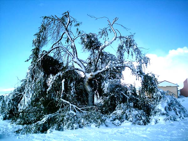 七月雪 摄影 沉默的石头