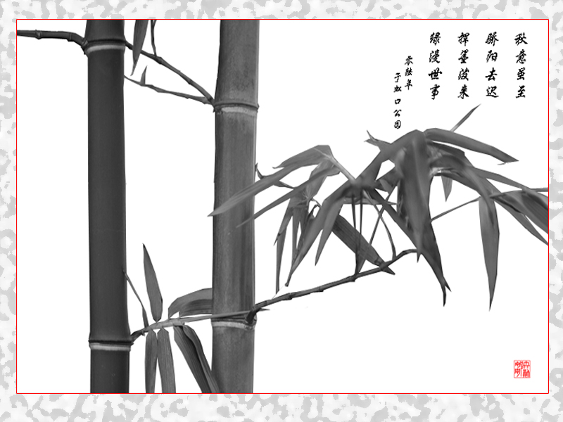 墨竹 摄影 山谷虎啸