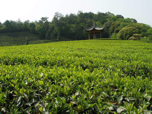 茶山 摄影 秋叶丹霞