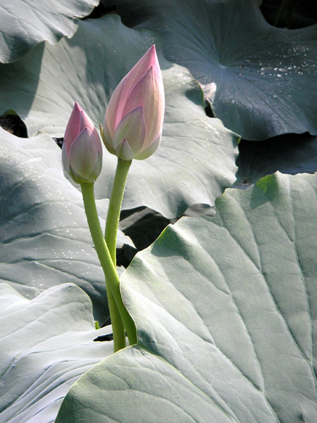 荷上芭蕾 摄影 厨师解围腰