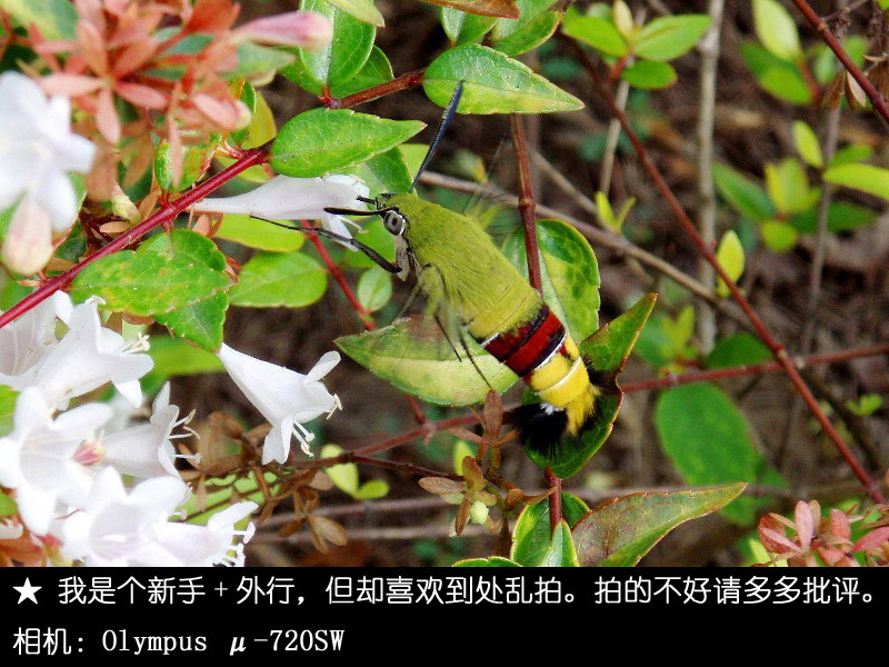 奇怪的飞虫 摄影 Phoeni.X