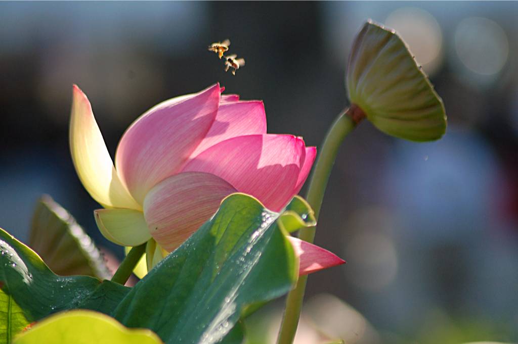 FLOWER-347 摄影 fengsheng