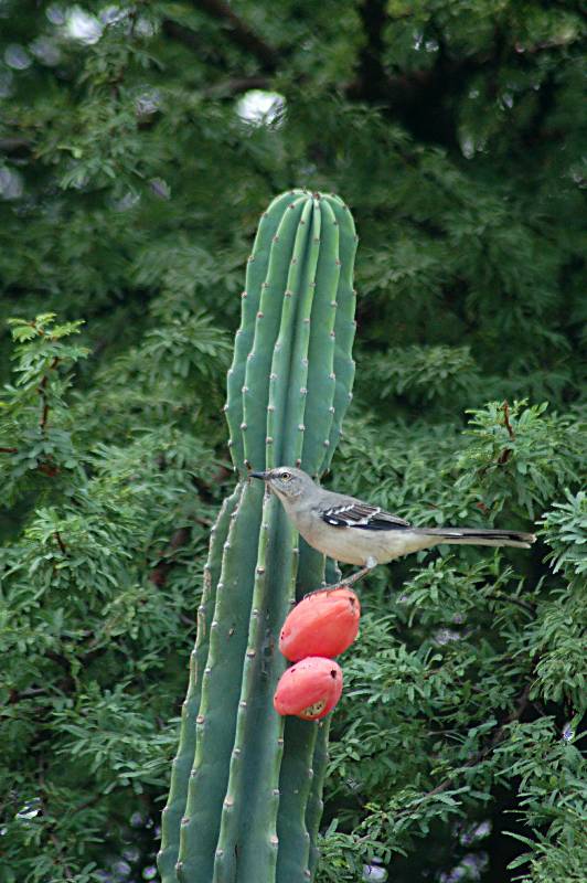 bird-154 摄影 fengsheng