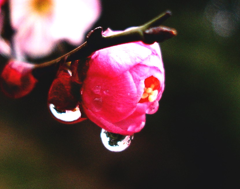 梅花 摄影 耕一川