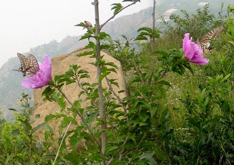 蝶恋花 摄影 钟鸣