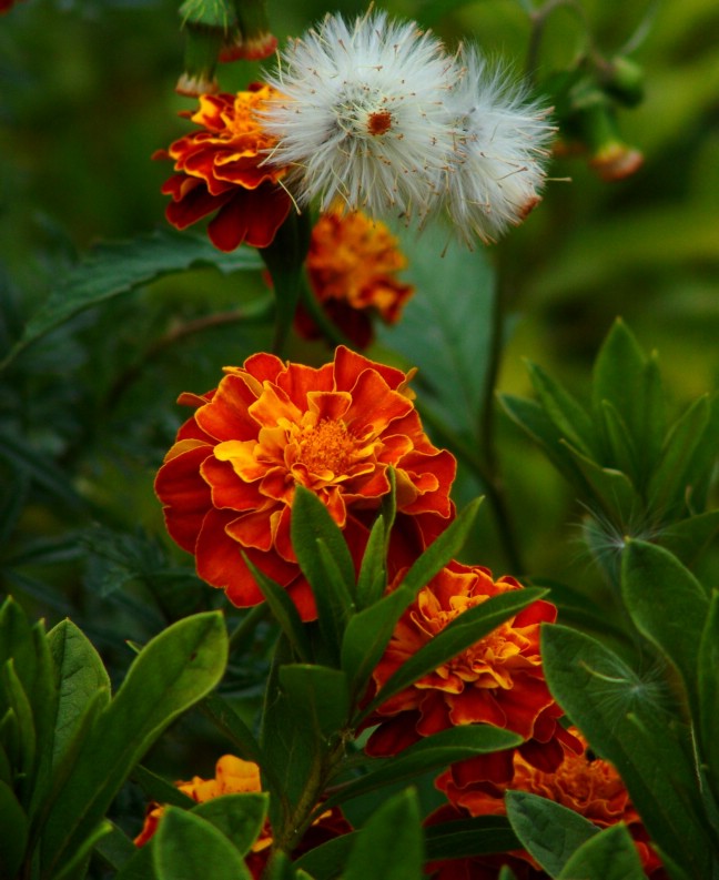 小花 摄影 小荣