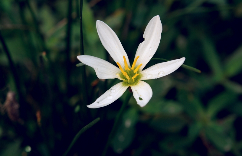 小花 摄影 红的茶