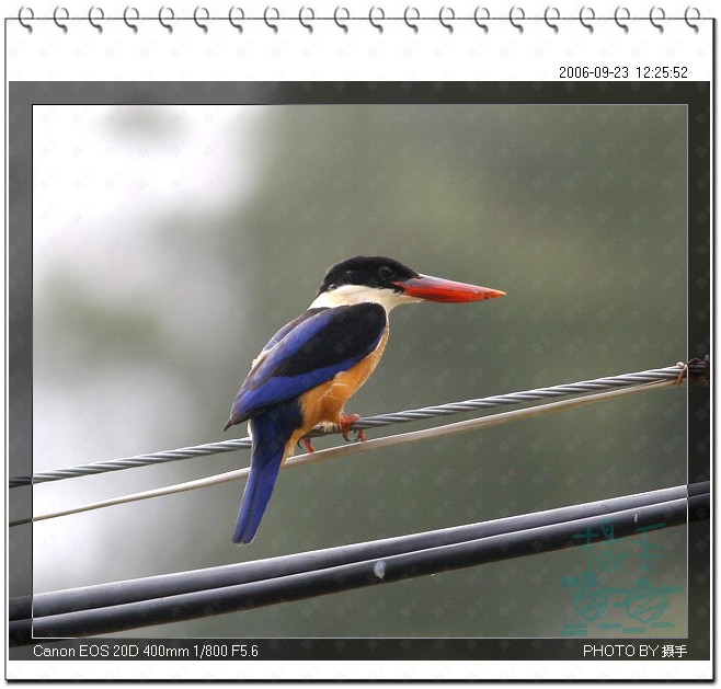 蓝翡翠 Black-capped Kingfisher 摄影 福建摄手