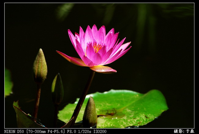 荷花 摄影 子森