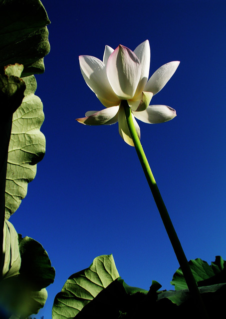 菏 摄影 艺中游