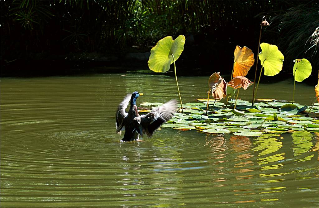 nature-085 摄影 fengsheng