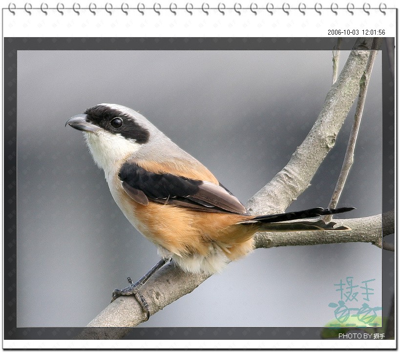 棕背伯劳 Long-tailed Shrike 摄影 福建摄手